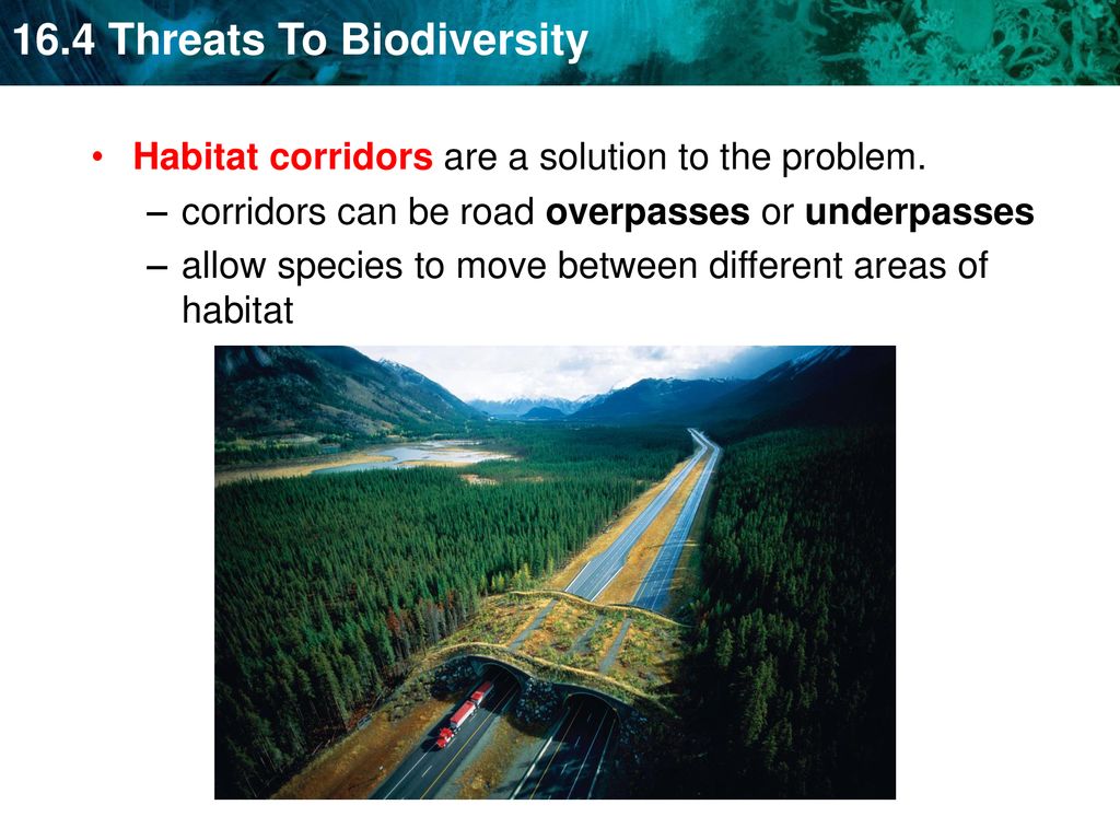 Preserving Biodiversity Is Important To The Future Of The Biosphere